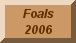 Foals 2006
